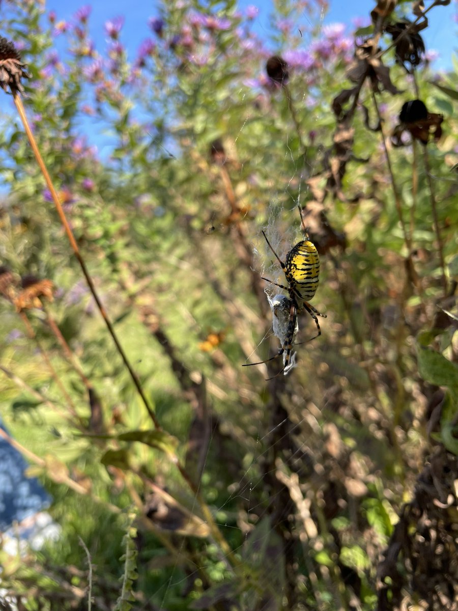 EGHS Pollinator Garden tweet media