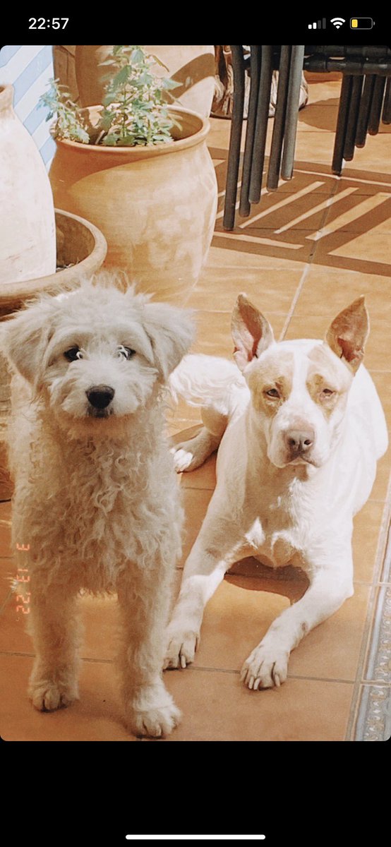 Busco a alguien que pueda quedarse con mis dos perritas, por motivos personales yo ya no puedo... lo único que pido es que sea alguien que pueda quedarse con las dos, ya que no quiero que estén la una sin la otra.
Pido la máxima difusión posible porfavor..
#compartir #perros