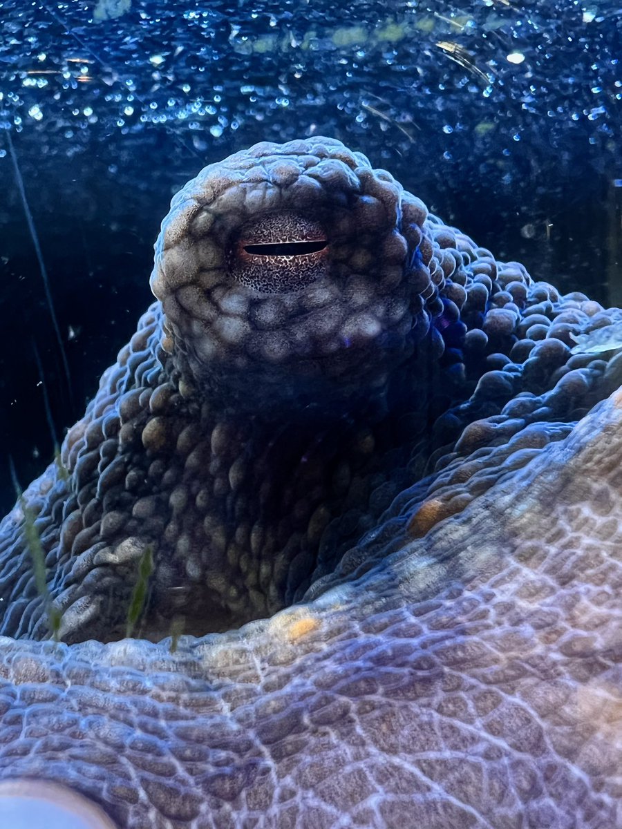 healthebayAQ's tweet photo. “I wonder if, in the dark night of the sea, the octopus dreams of me.” 🐙

-N. Scott Momaday

📸Annie L.

#octopus #dreams #nscottmomaday #author #quoteoftheday https://t.co/2lGTmrU7M7