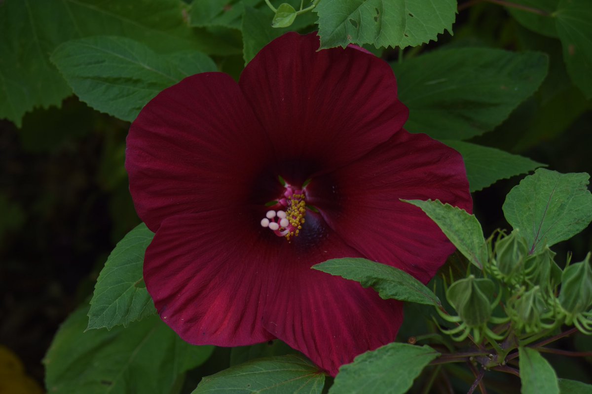 ibaddchix's tweet photo. A few of my latest #naturephotography photos. Enjoy 

Photos by @zay_tb for @ibaddchix 
#ATvisuals #photography https://t.co/l8dbyJgyj4
