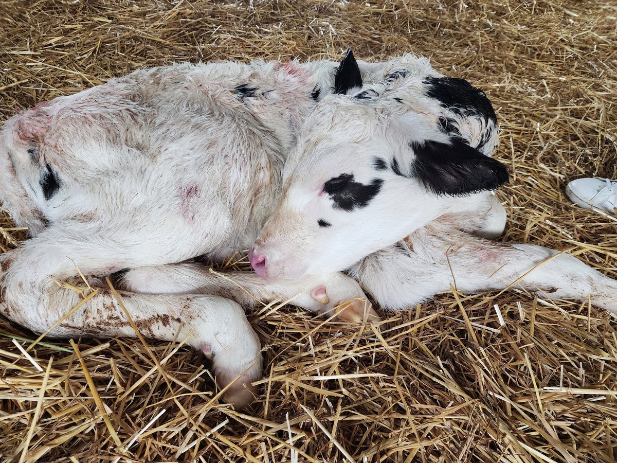 HCBBadger's tweet photo. Checking out our community on the first of four fall field trips. A lovely trip to Riceton Dairy Farm.  The baby calf was born 2 hrs before the trip!  Pretty exciting! #alwaysbebrave https://t.co/msnDGY8G2B