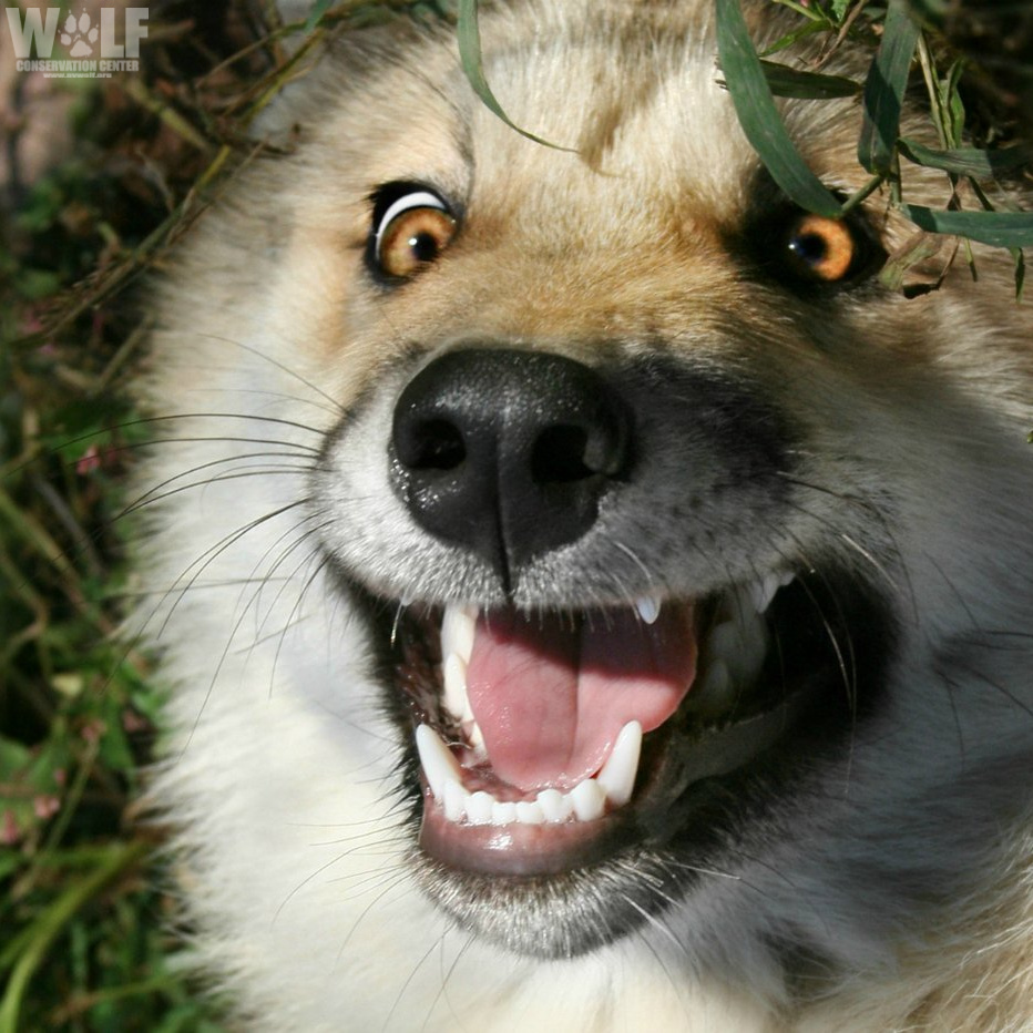 HELLO, FRIDAY! 🐺