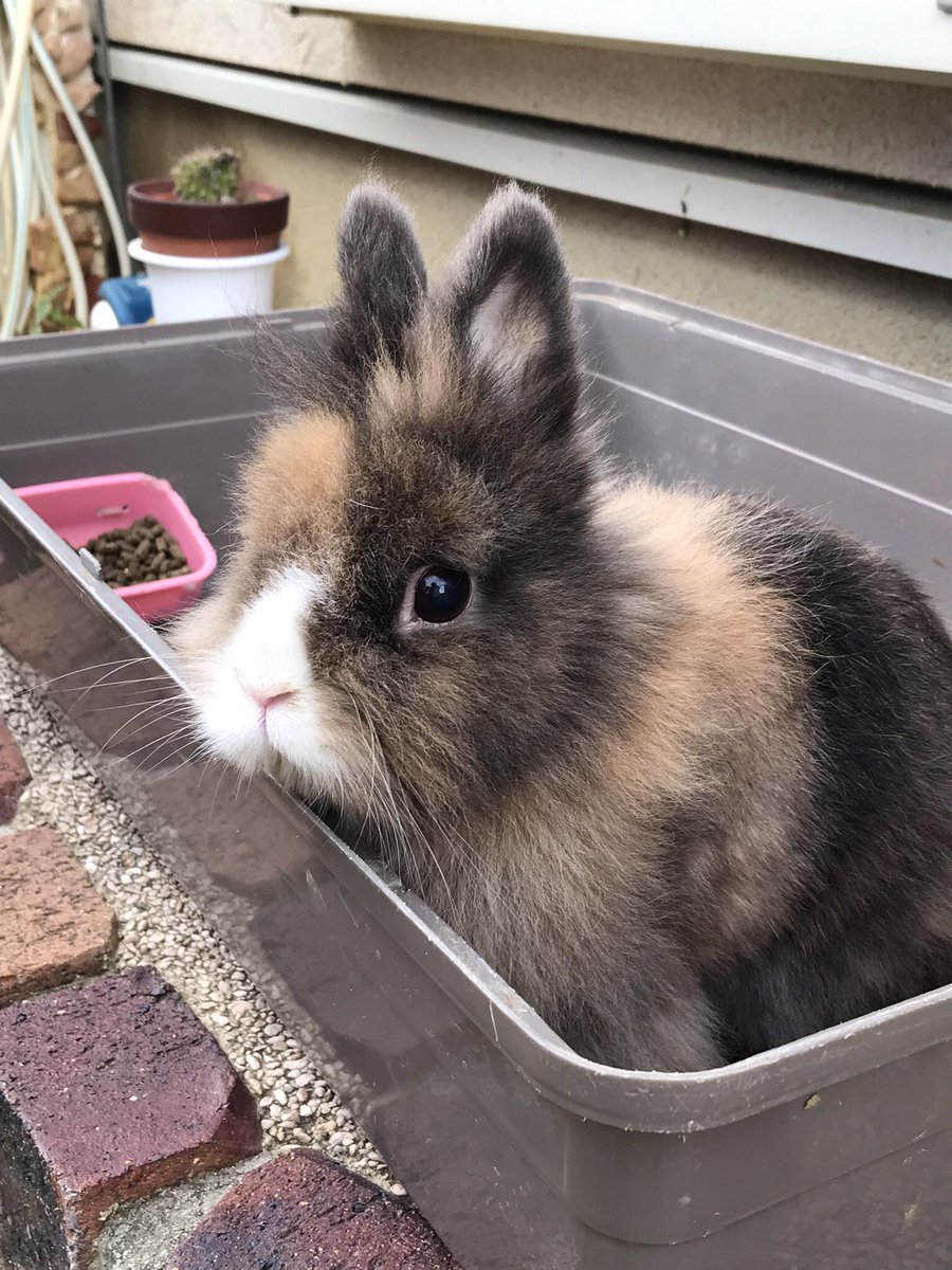 箱入りうさぎ💕