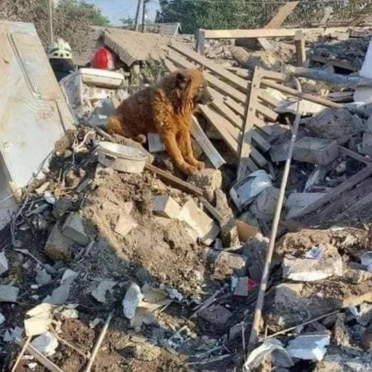 I started this day by writing to my colleague in Dnipro asking if everything is okay with her. At night there were heavy shelling by Russia. In the morning, we learned about new dead and wounded. Among dead is this family with children, only their dog survived.
#RussianWarCrimes