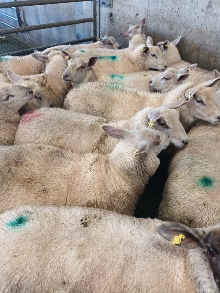deadweightfarm's tweet photo. 17 lambs killed today drafted between 45kgs and 47kgs roughly 46kgs liveweight, 21.47 kgs deadweight 46.67% killout on ab-lib intenstive lamb pettets from @KiernanMilling . 11 stags sold monday 86kgs liveweight €154. @SheepIreland @FJSheep https://t.co/RdE1FDsiqZ