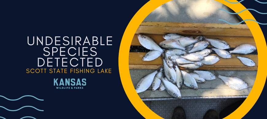 TheKDWP's tweet photo. Biologists Detect Undesirable Species at Scott State Fishing Lake https://t.co/C4jYsDchio #kdwpt https://t.co/LwRl4mhbM8