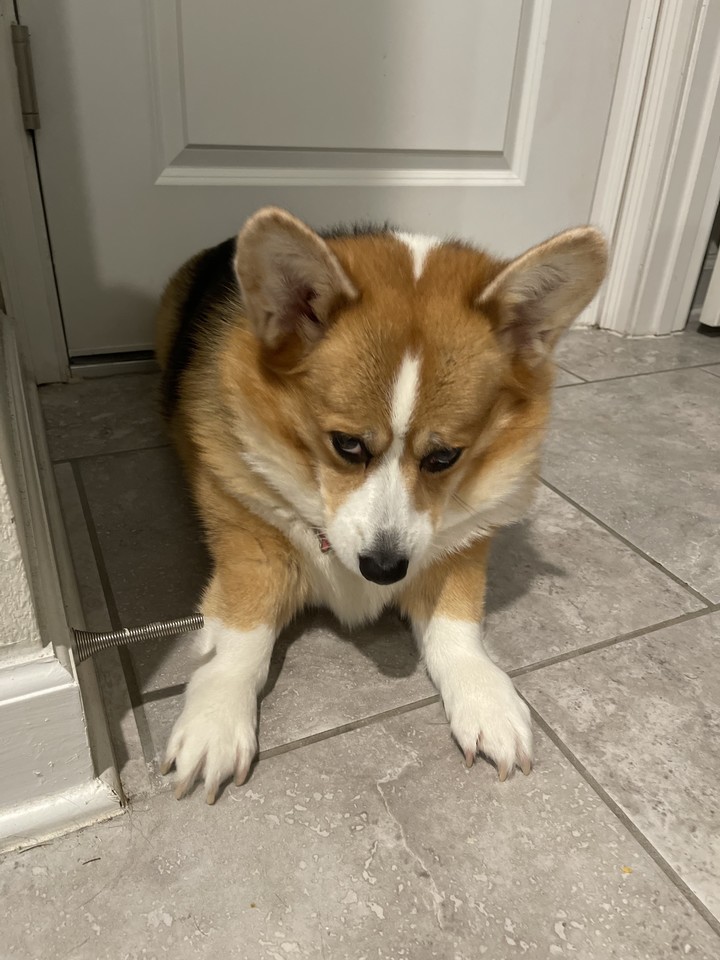 PrincessCorki's tweet photo. Stretching after this crazy #hurricaneIan hope y’all safe #corgi https://t.co/sFGHnXd93U