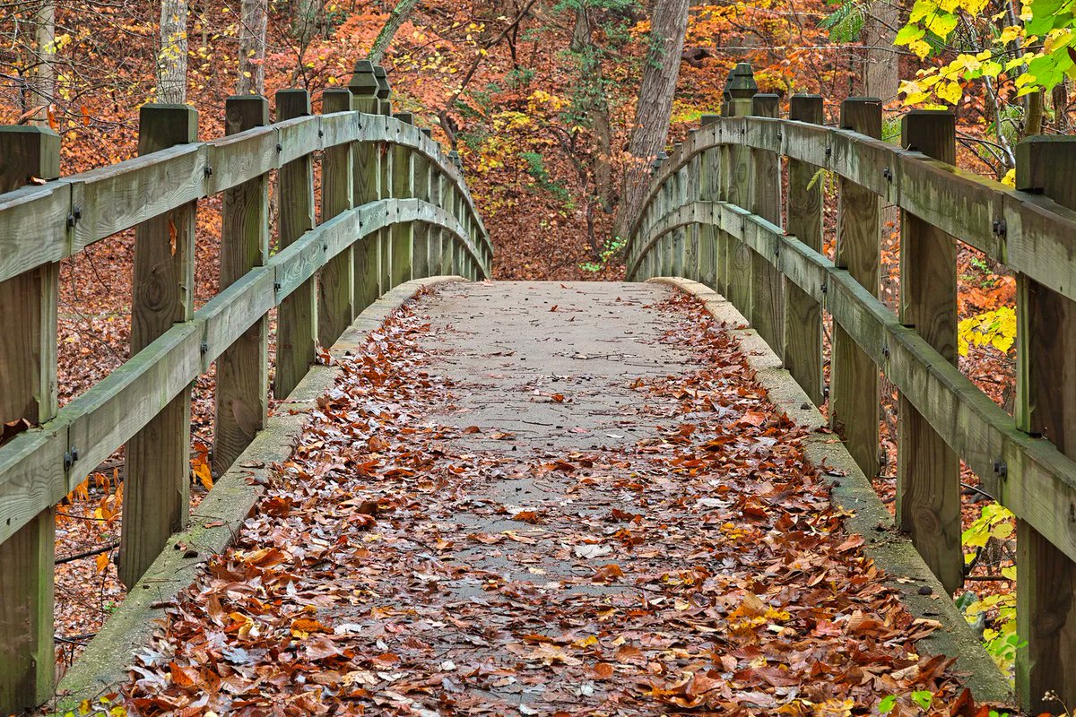 DCist's tweet photo. Fall events are in full swing, though be sure to check on any outdoor events this weekend --- ☔ is in the forecast. But never fear, we've got indoor and virtual options as well in this week's events guide.  https://t.co/WXtpTijsDg https://t.co/OILcSWO5BY
