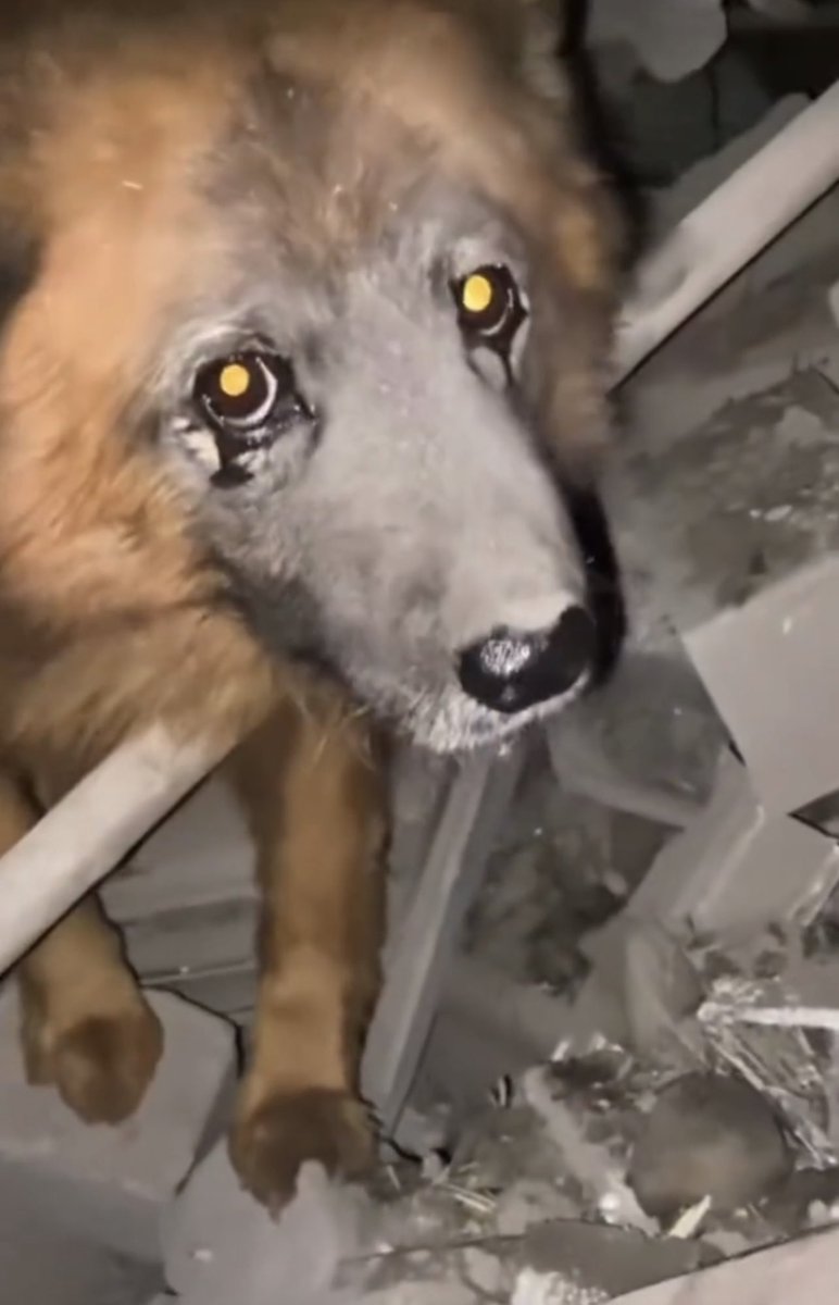 ukraine_world's tweet photo. This dog’s name is Crimea. He lost all his family with 2 children today when 🇷🇺 launched a missile attack on Dnipro. Contused and scared dog was crying and didn’t want to leave the ruins of his home. Dog was taken from the russian-occupied Crimean peninsula when he was a puppy. https://t.co/zz2Iaqo5A7
