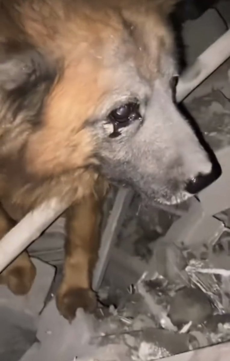 ukraine_world's tweet photo. This dog’s name is Crimea. He lost all his family with 2 children today when 🇷🇺 launched a missile attack on Dnipro. Contused and scared dog was crying and didn’t want to leave the ruins of his home. Dog was taken from the russian-occupied Crimean peninsula when he was a puppy. https://t.co/zz2Iaqo5A7