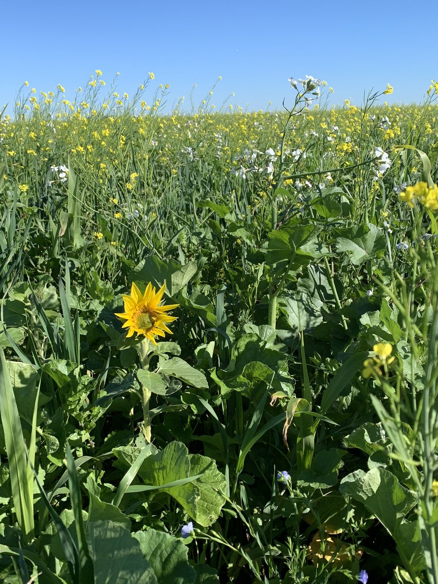 Beauty multi-species cover crop growing after winter wheat harvest. #speareseeds,#soil-health,#pollinators