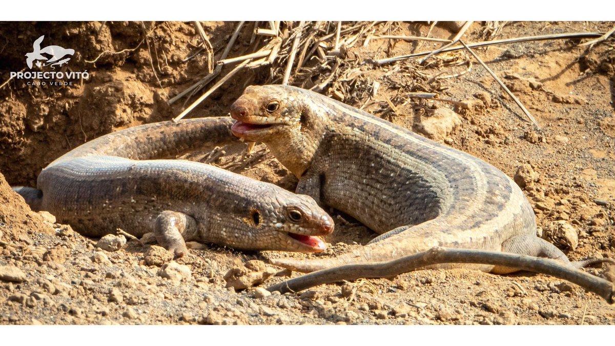 projecto_vito's tweet photo. Did you know the chinel lizard or Vaillant's lizard (#Chioniniavaillantii) is a species that exists only on the Rombo Islets, some specific areas of Fogo and Santiago islands and nowhere else in the world?#conservation #ProjectoVitó #IntegralNaturalReserve 
#WorldBiosphereReserve https://t.co/hsDdIe9EbZ