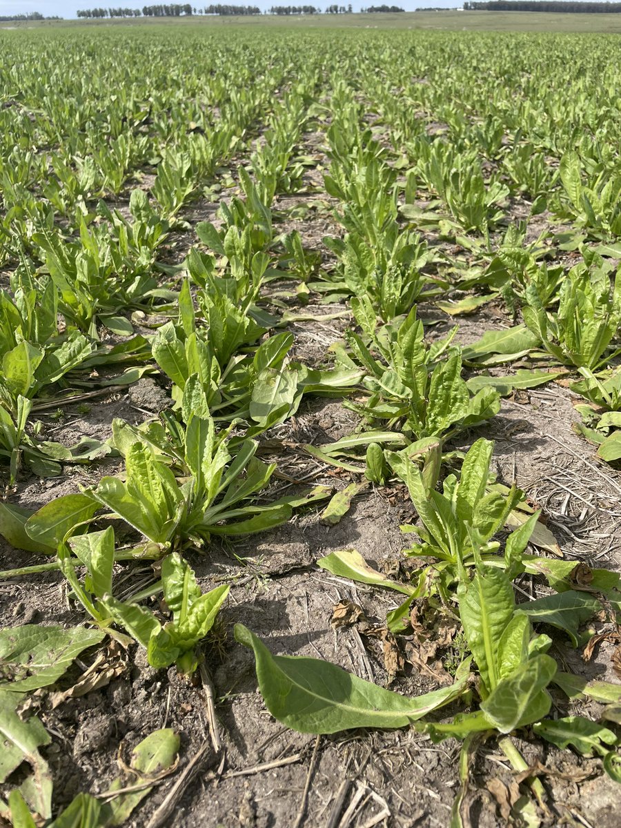 cachauy's tweet photo. El suelo se le raja….pero ella no te abandona. Rebrote de Achicoria INIA Nova. La nueva genética de @INIA_UY @rafa_reyno ya está disponible y en la cancha. @AgrofuturoSA https://t.co/IbUZsSmQvS