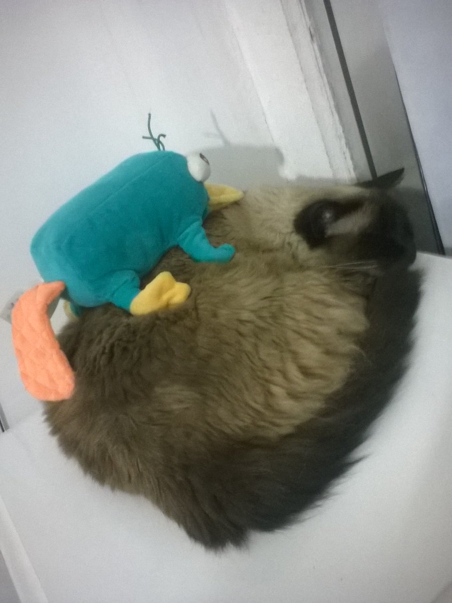 Penelope com o Perry