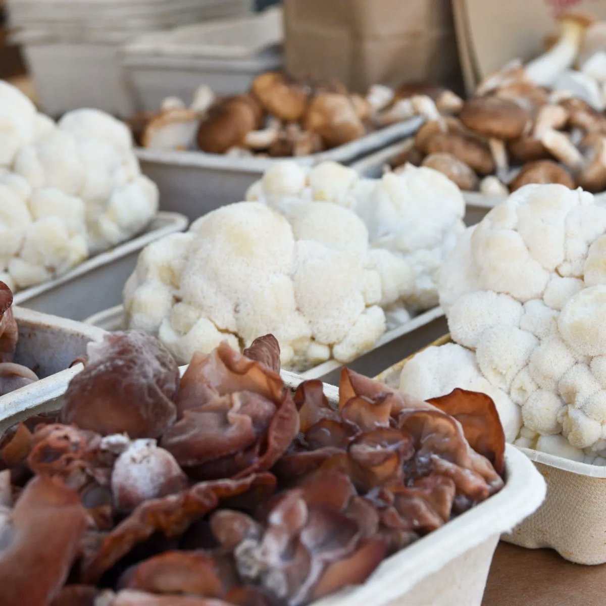 MissionMercado's tweet photo. To wrap up #NationalMushroomMonth this September, stop by @FARWESTFUNGI, an organic family farm, at the Mission Community Market! 🍄 As summer transitions to fall, Wood Ear and Pink Oyster mushrooms are ones not to miss at the #farmersmarket today! https://t.co/vbrcg4vC0V