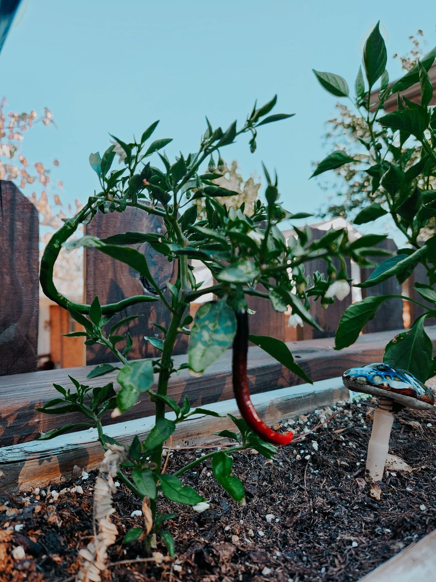 Nargle_Assassin's tweet photo. We have a cayenne. And im gunna eat it. 🤤🌶 https://t.co/uARQOYZ0p0
