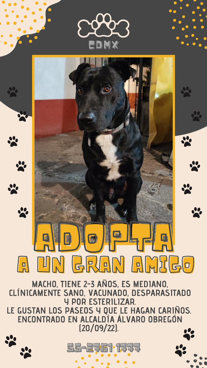 grabi25_'s tweet photo. #RT #AdopciónResponsable Perro macho, busca un hogar donde lo puedan cuidar y querer mucho. #SOS @UbicapetMexico @Animales_CDMX @AAnimalistas @RescateAnimal @GarraAmor @oportunican @VIBRAmascotas @UribeMerle @PpEncontradosMx @perrososmx @MascotasSismo  @PrrosPerdidosMX https://t.co/MwS4tYAppl