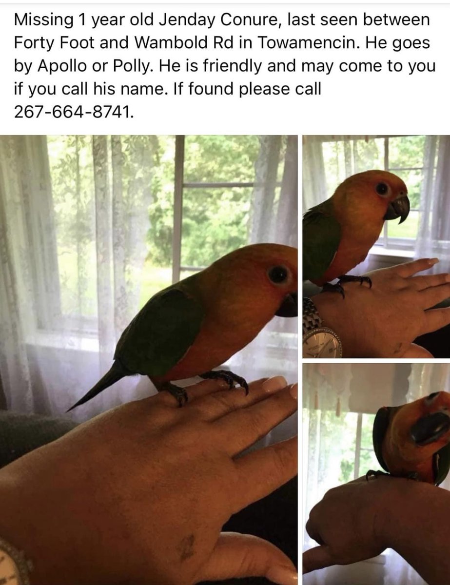 Missing parrot in the #Perkasie #Sellersville area. See image for details.