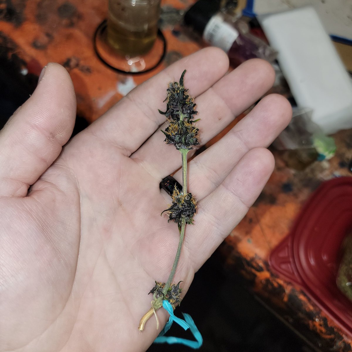 FatBoyFarms's tweet photo. ☠️She got crushed by a 42" 640W light and still fought hard for me. She was a beautiful little thing, please feel free to share a kind word if you would like as she is about to be ground up and honored by this fat boy!☠️
Thank you for your sacrafice💚💚
#cannabiscomunity
#420Life https://t.co/DgCdIZNF06