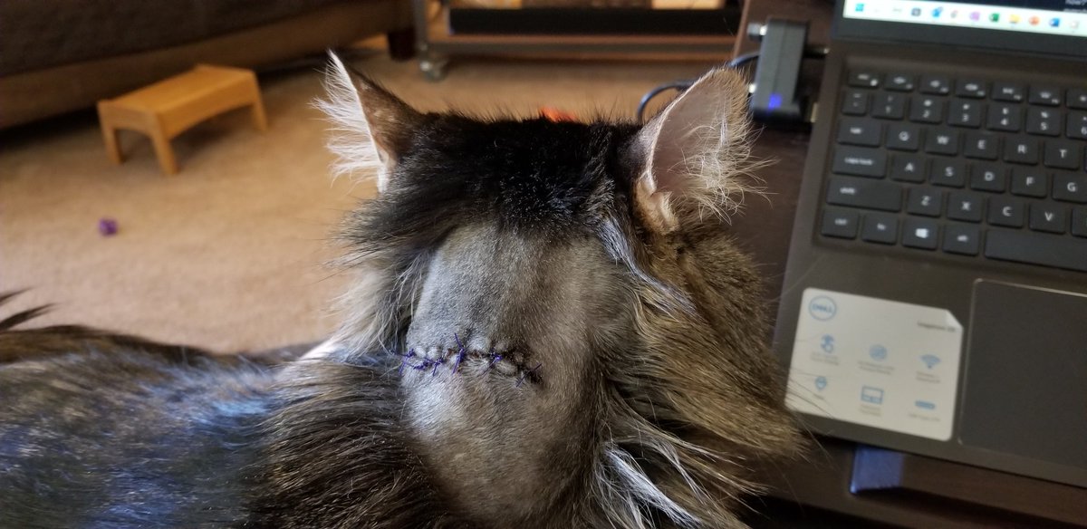 WalkingInAustin's tweet photo. Plunk is doing better and better.

It's hard not to touch his neck but it will be worth it!

#TabbyCat #PushyCat #SeniorCats https://t.co/xlUKR3XZoy