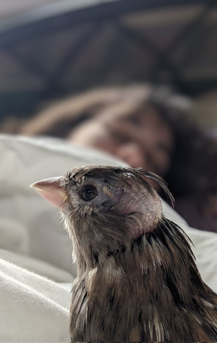 Melanie: "Just going to take a nice nap..."

Collette: "Not on my watch!"
#bird #sparrow