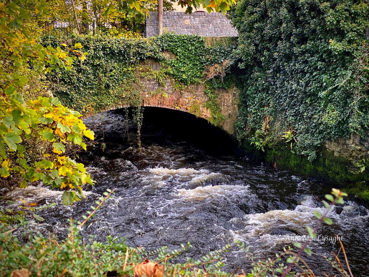 ListonAnn's tweet photo. The Mill Race, constantly churning with amazing power, Mill Road, Corbally, Limerick. https://t.co/9001JAXxHG