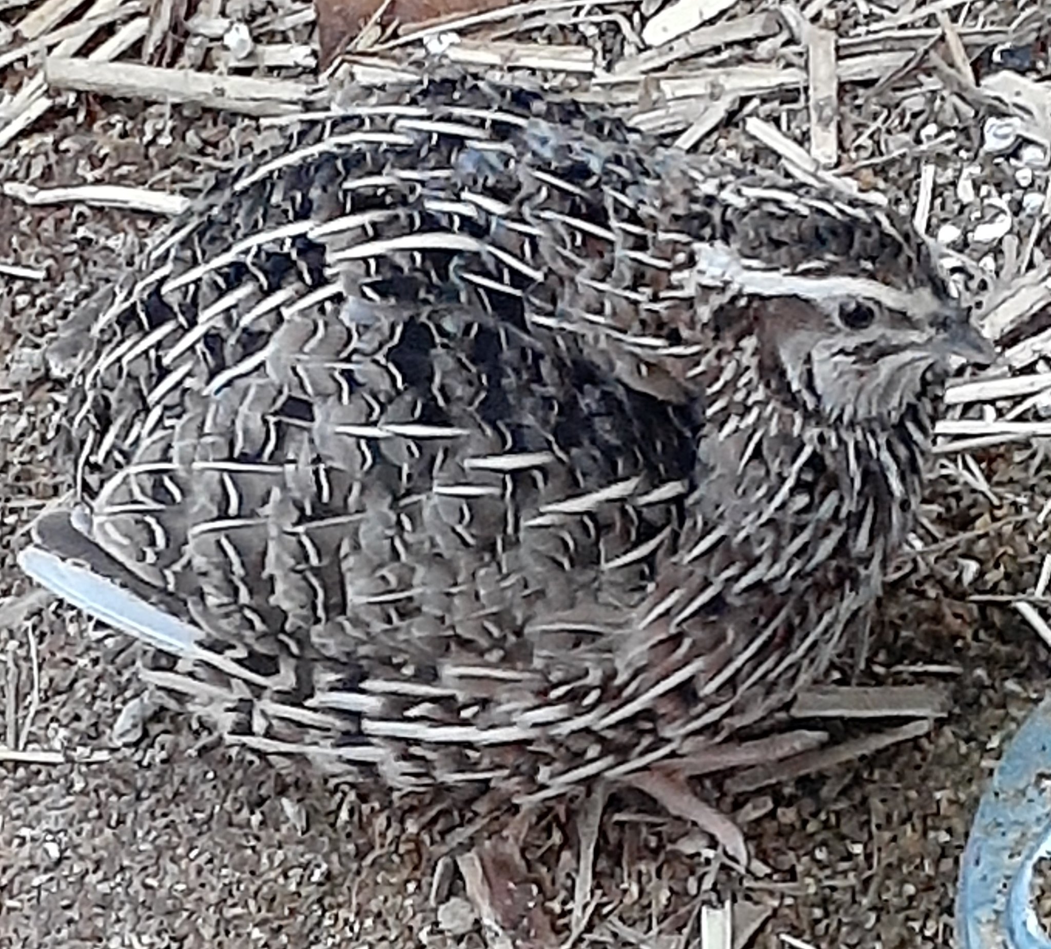 Dr Nathan Kilah on Twitter "Reflections on keeping quail. They eat and 💩 a lot, are messy