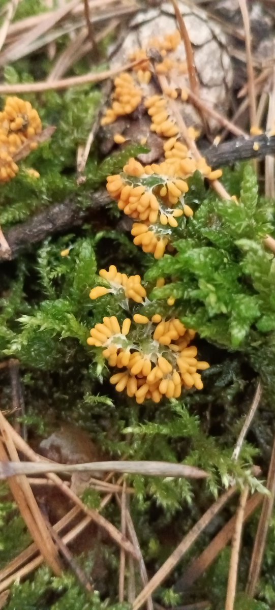 meat_havoc's tweet photo. @onthebonemeat oh yes i love these jelly little things.. i found a yellow weirdo today as well https://t.co/kcQa0LQfTC