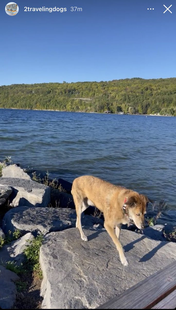 HenryScarf's tweet photo. @2TravelingDogs For more fun that you have ever had with dogs and for travel tips follow @2TravelingDogs with #Brickle and #Fruitycake  and @GoodSam and @CampingWorld for  the win! https://t.co/HDm1GAwZly