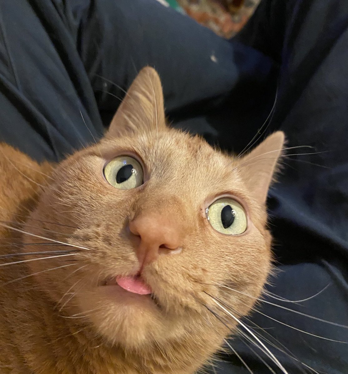 ShowYourCat's tweet photo. Puck https://t.co/Xp626s5IgJ