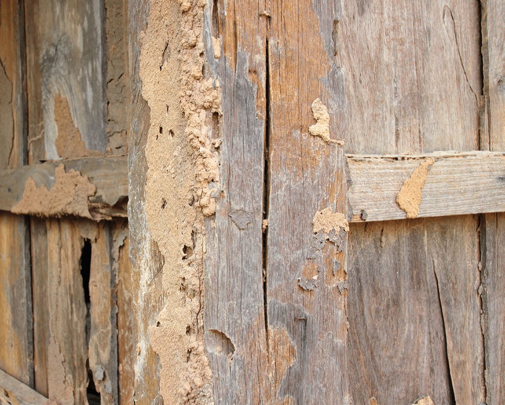 termite4968's tweet photo. swing by my office, termites twt to discuss your legal plans!!! i'm open 24 hours a day 6 days a week https://t.co/YWVTSqlwfS