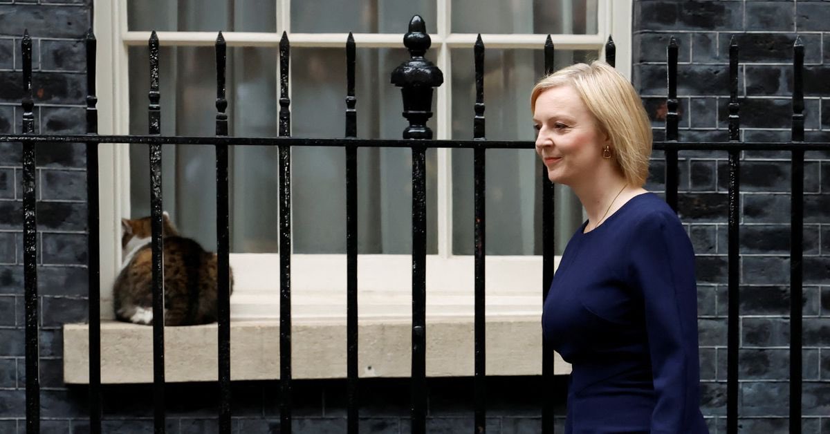 Cat Headley on Twitter "Cats are an excellent judge of character