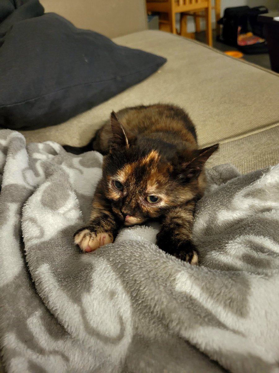 fluteloops16's tweet photo. Hi. My cat is wicked cute. https://t.co/LE9ecpZ9he