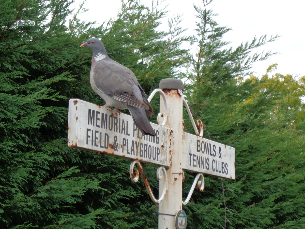 Helen Robbins (@HelenRo88542779) on Twitter photo 2022-09-30 03:19:49 Hope you have enjoyed some lovely walks this week. This #FingerpostFriday is from #Buckden #Cambridgeshire complete with pigeon. Nearly the weekend againπ! Hope you have enjoyed some lovely walks this week. This #FingerpostFriday is from #Buckden #Cambridgeshire complete with pigeon. Nearly the weekend againπ!
