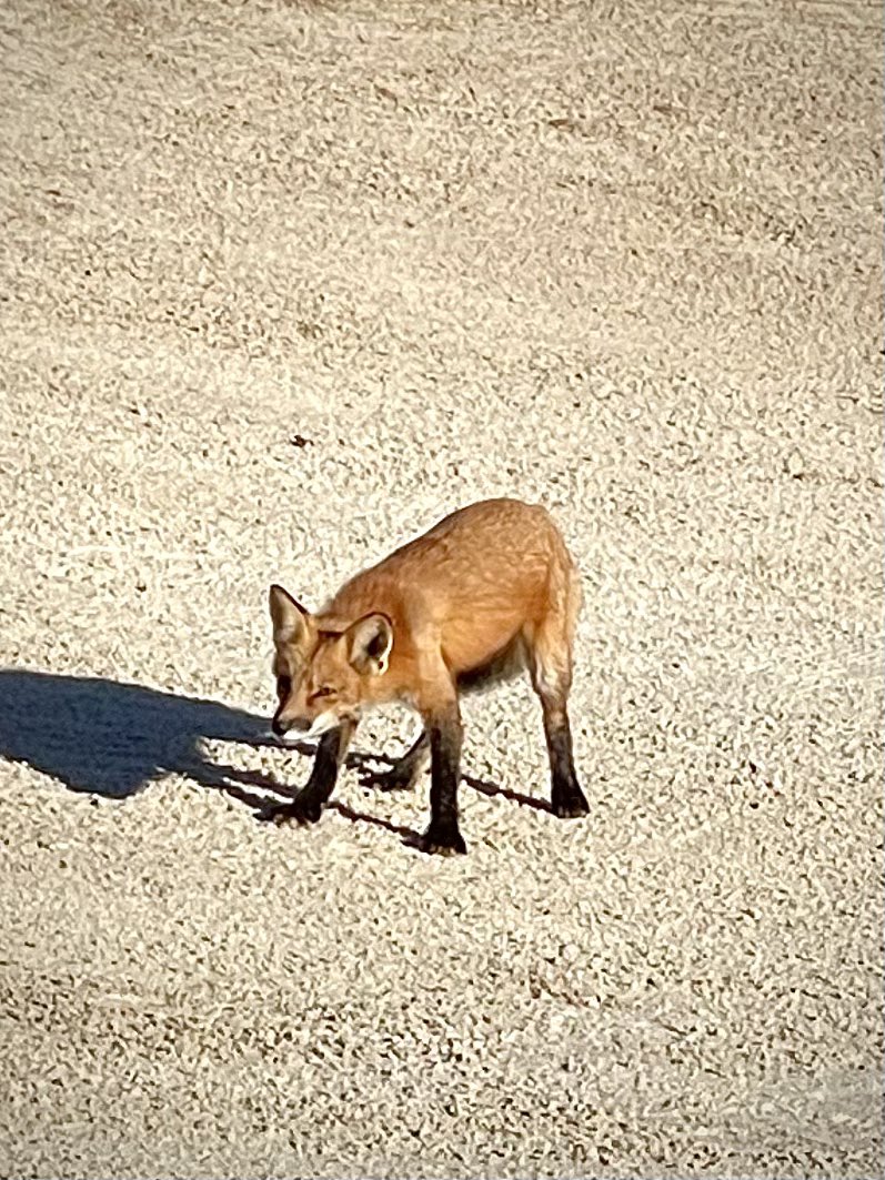 Dad, Daughter, Deer, and Fox, Thursday evening golf <a href="/ScarboroGolf/">Scarboro Golf & Country Club</a>