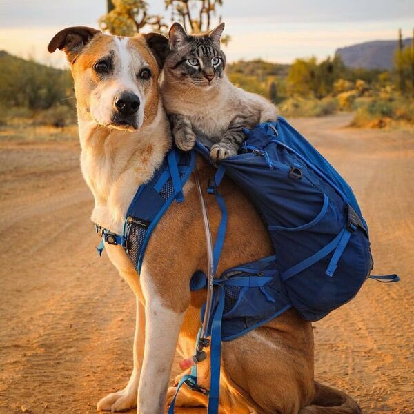 Good morning Twitter-Friends…🌷🍂☕️🍪 Have a happy Friday and a beautiful weekend 😻🐶🌹🍂 #FridayMorning 🌷 #HappyWeekend 🌸 #CoffeeTime ☕️ #AutumnVibes 🍁 #AnimalLovers 💗 #PeaceAndLove 🕊