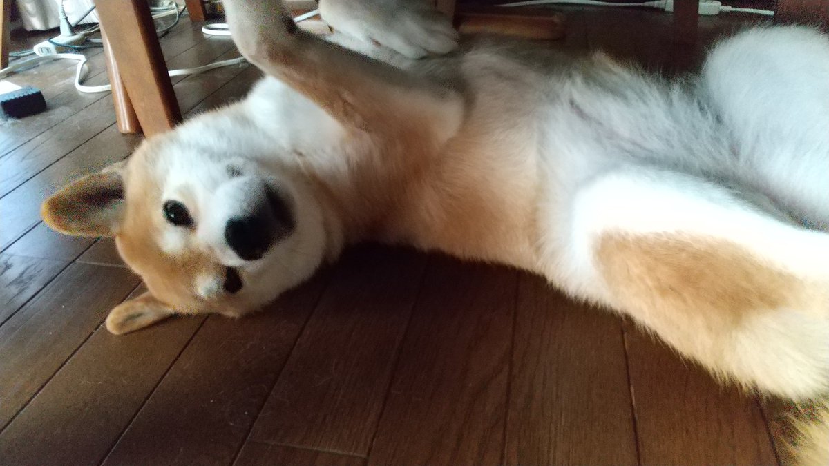 その後、午前のガム規定数を難なくクリア。

満足したようです。 