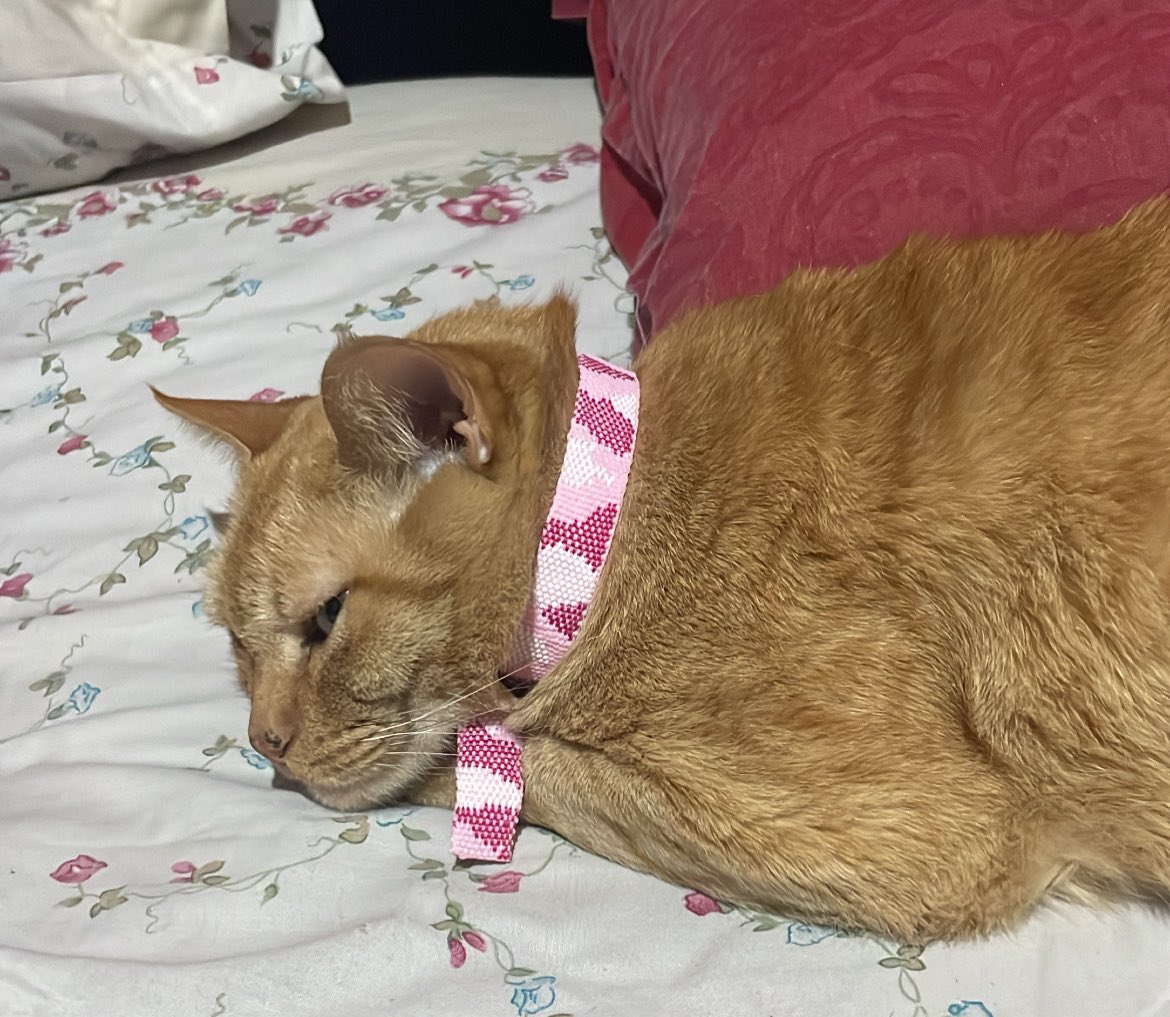 Maruuublanco's tweet photo. Mi gata no está desde hoy a la tarde y no lo puedo entender x favor con lo pajera que es a donde mierda se pudo haber ido 😭😭😭 si ven una gata vieja con collar rosa camuflado con chapita en forma de pez x Hurlingham no está paseando está perdida https://t.co/WzgDuOKjkS
