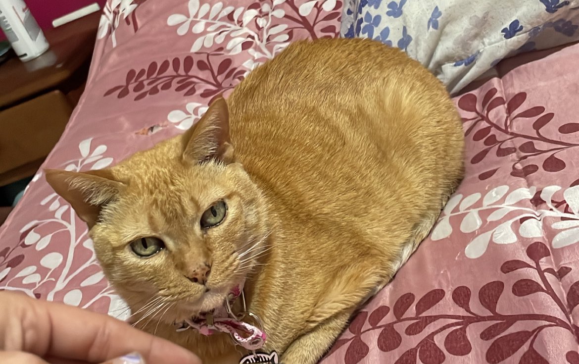 Maruuublanco's tweet photo. Mi gata no está desde hoy a la tarde y no lo puedo entender x favor con lo pajera que es a donde mierda se pudo haber ido 😭😭😭 si ven una gata vieja con collar rosa camuflado con chapita en forma de pez x Hurlingham no está paseando está perdida https://t.co/WzgDuOKjkS