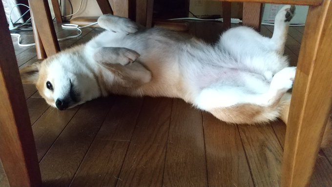 その後、午前のガム規定数を難なくクリア。

満足したようです。 