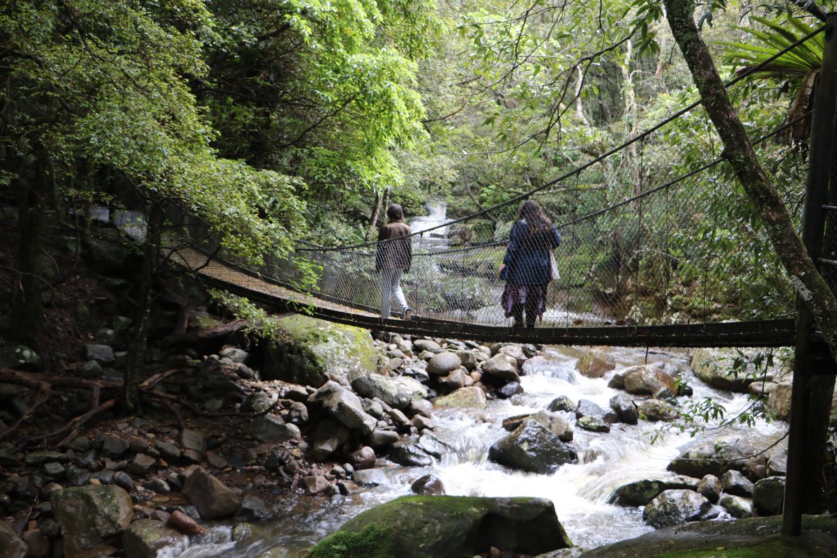 Clarissa_Thorpe's tweet photo. Forest bathing at Minnamurra Falls, Kiama NSW. Spotted a Lyrebird in the rainforest. #visitshoalhaven https://t.co/yuMIFl4rRy