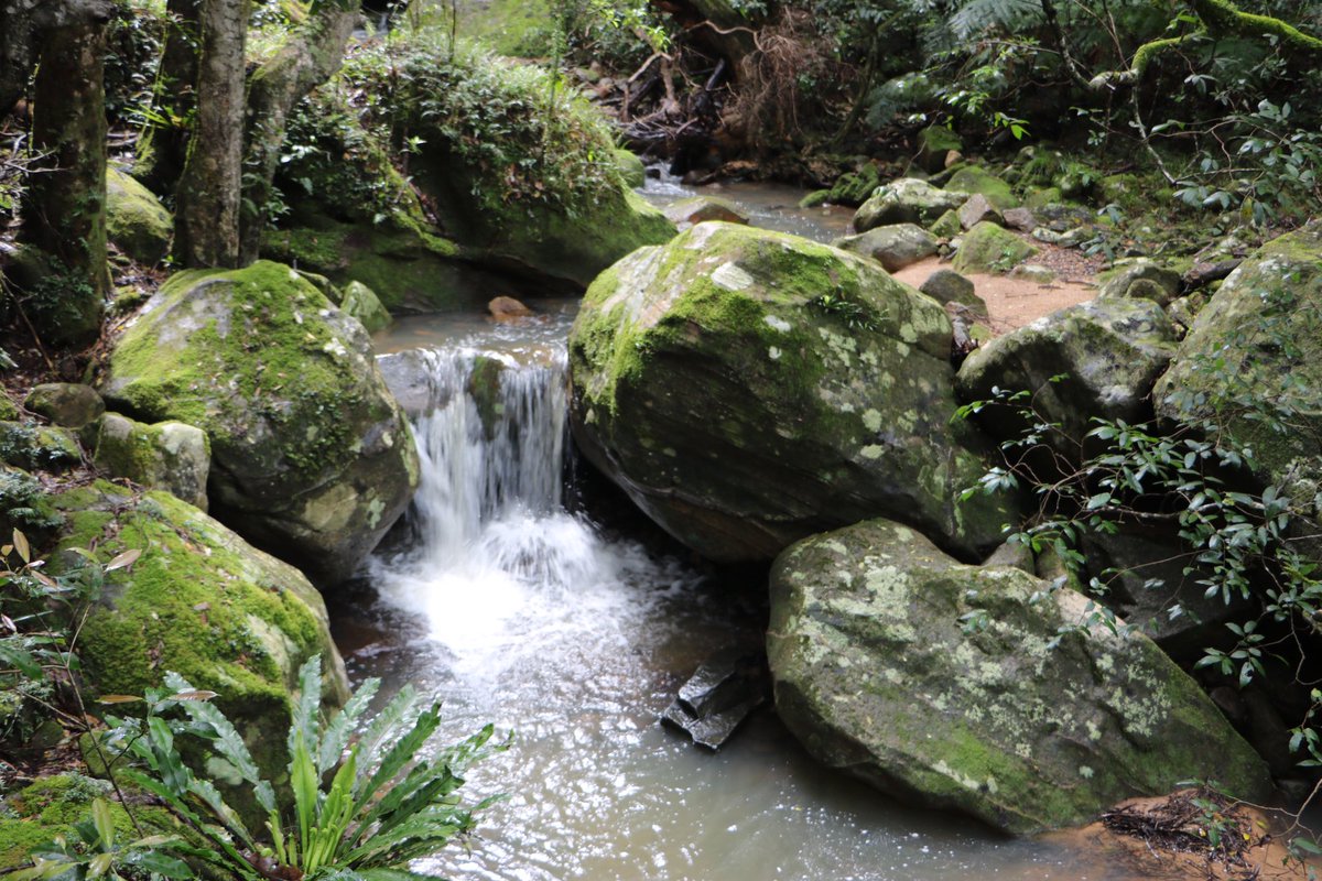 Clarissa_Thorpe's tweet photo. Forest bathing at Minnamurra Falls, Kiama NSW. Spotted a Lyrebird in the rainforest. #visitshoalhaven https://t.co/yuMIFl4rRy