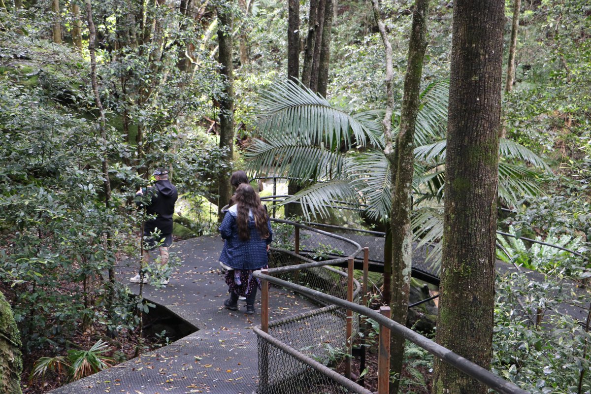 Clarissa_Thorpe's tweet photo. Forest bathing at Minnamurra Falls, Kiama NSW. Spotted a Lyrebird in the rainforest. #visitshoalhaven https://t.co/yuMIFl4rRy