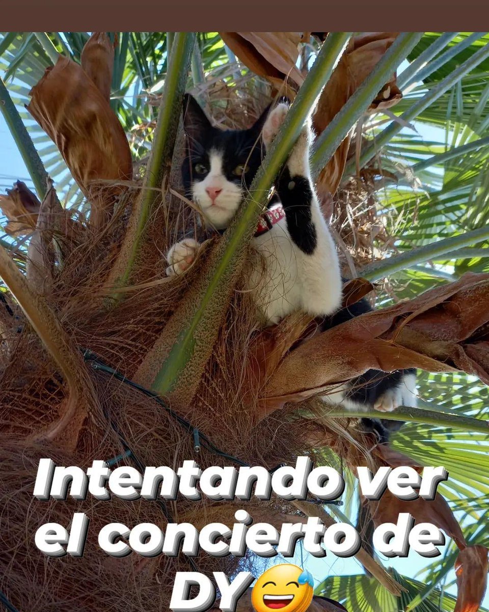 ikagaticat's tweet photo. #eldíamenospensadoentvn 
#DaddyYankeeEnChile 
#ElDiscipuloCHV 
#mascotas #catlovers #concierto #ByeShopee #doggy #amorsinreceta #memescat #EstadioNacional https://t.co/6JDpc2lIk1