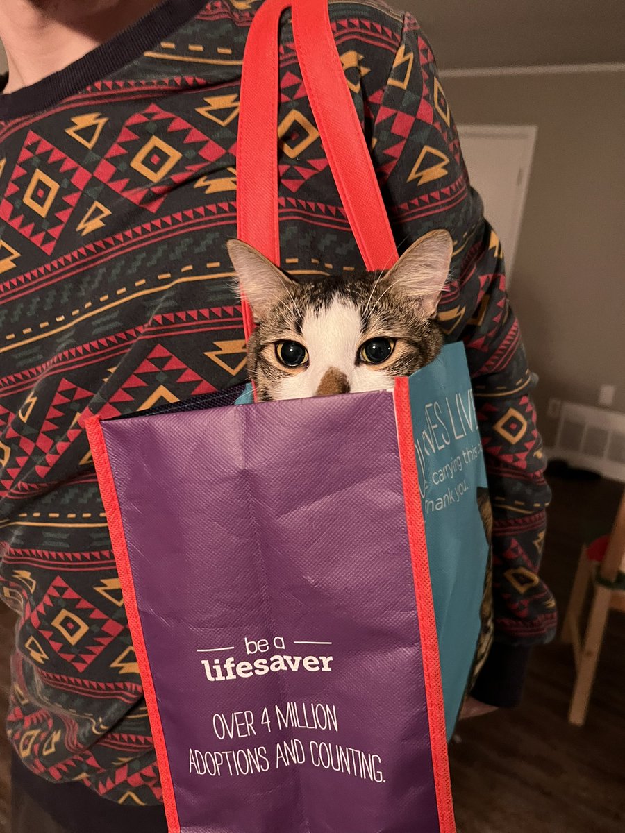 catnamedham's tweet photo. Tote time !! https://t.co/dGHhovSiZX