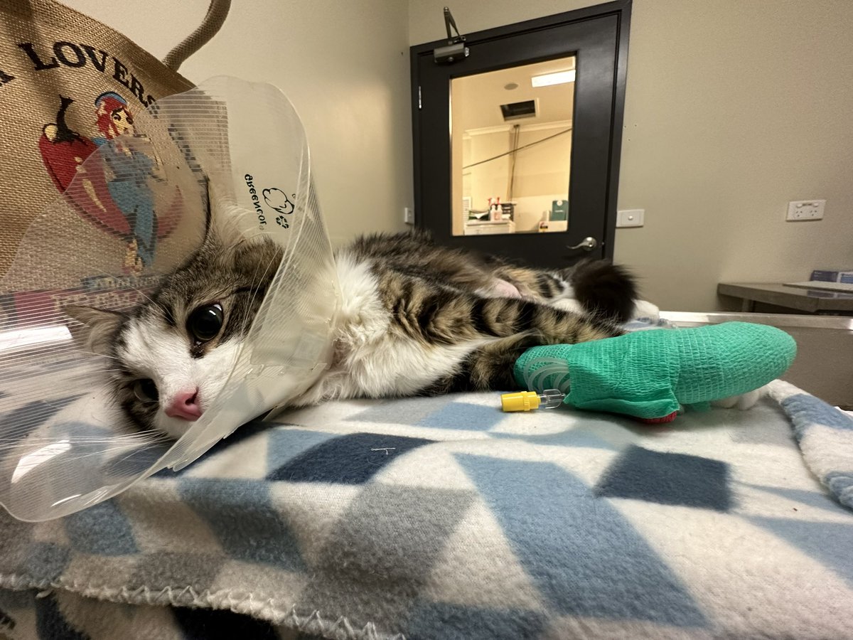 Clazzaranius's tweet photo. Poor Barty. (Tw: sick cat) https://t.co/OWrMSm4dhZ