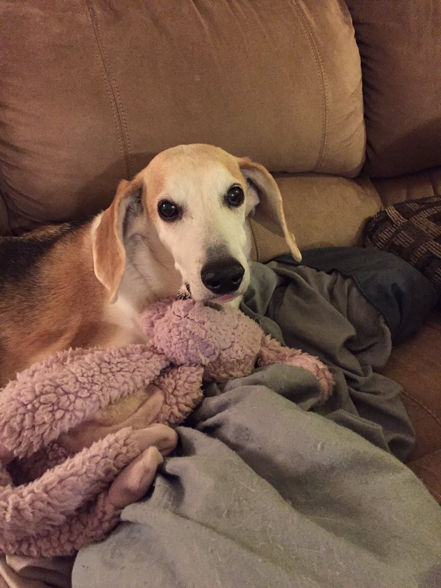 DebM4400's tweet photo. @beaglefacts @BeagleGinger 💯yes! https://t.co/SUvZFdTgJG