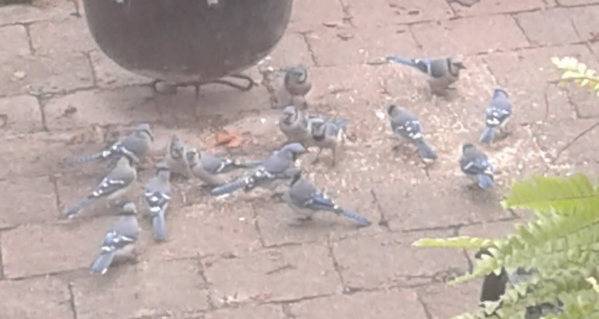 veggieTARE's tweet photo. the pitchers have congregated #BlueJays https://t.co/cPKQ1SvFt6