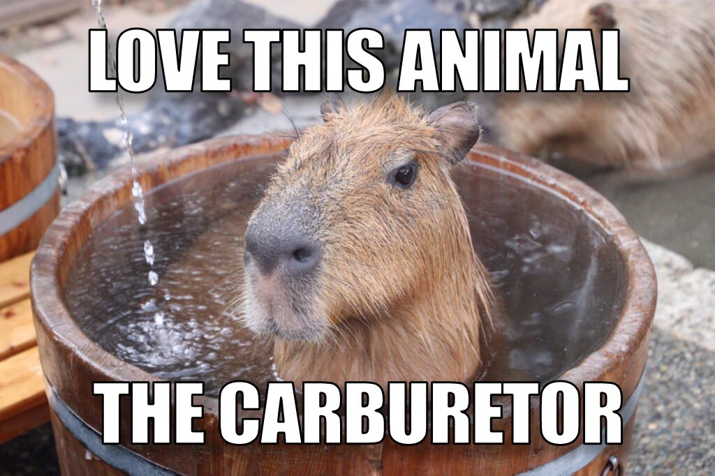 CapybaraClique's tweet photo. @CAPYBARA_MAN https://t.co/r2uh3ZHyNZ