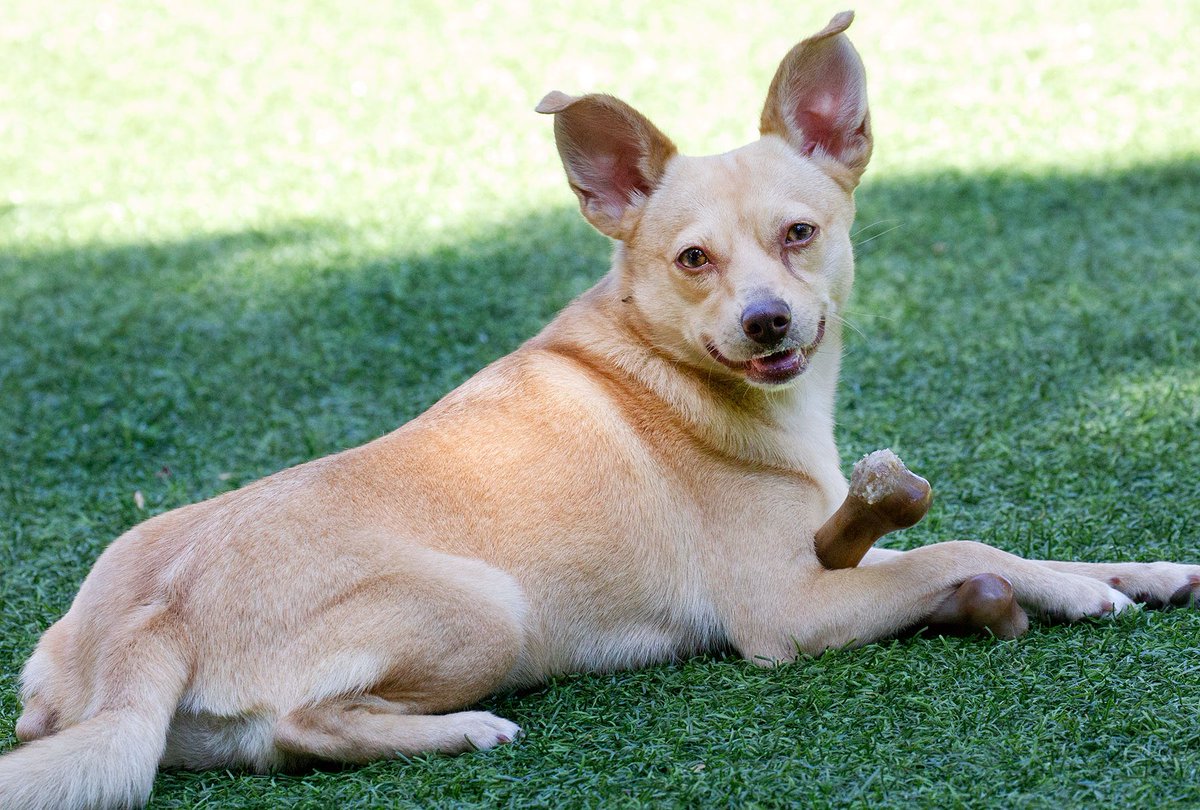 Sam Simon Foundation Assistance Dogs Program tweet media